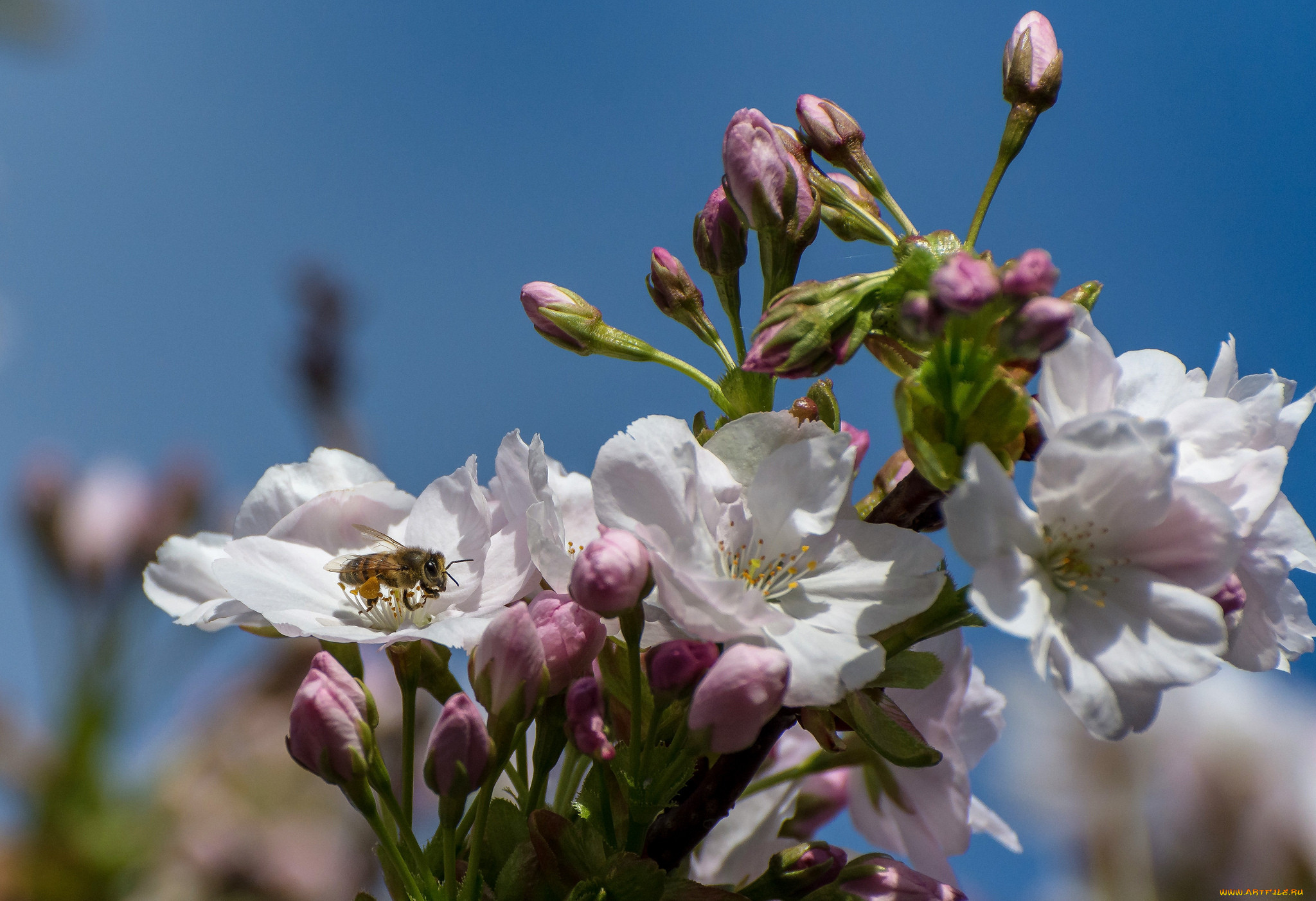 ,   ,  , apple, flowers, leaves, branch, , , 